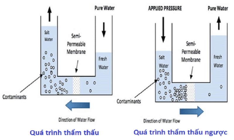 Các yếu tố ảnh hưởng đến thẩm thấu